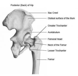 Hip diagram