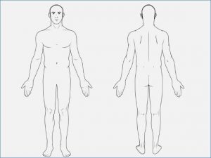 Human body diagram