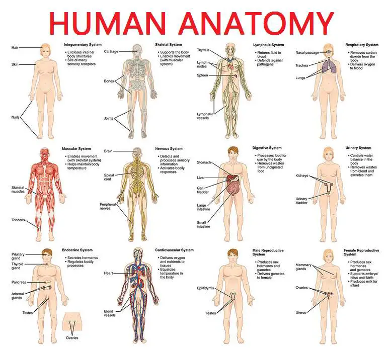 Human body diagram | Healthiack