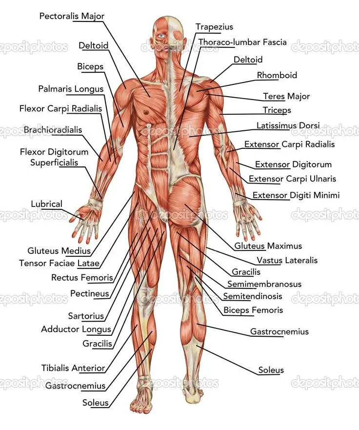 Human body diagram