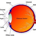 Human eye diagram