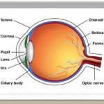 Human eye diagram