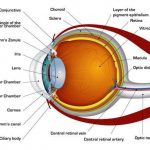 Human eye diagram