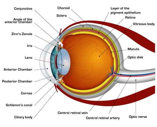 Human eye diagram