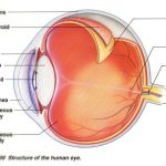 Human eye diagram