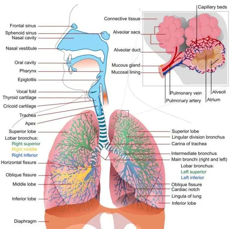 Human respiratory system diagram