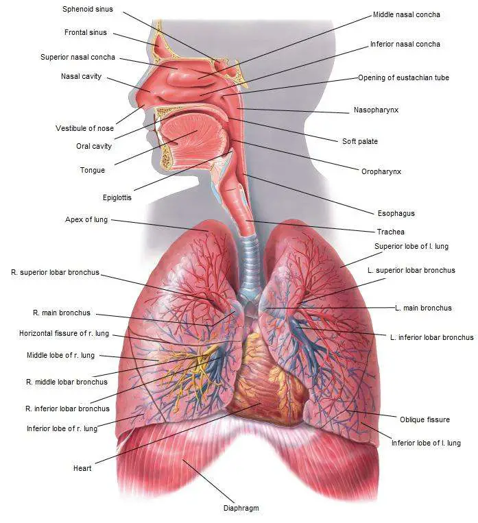 Human respiratory system diagram