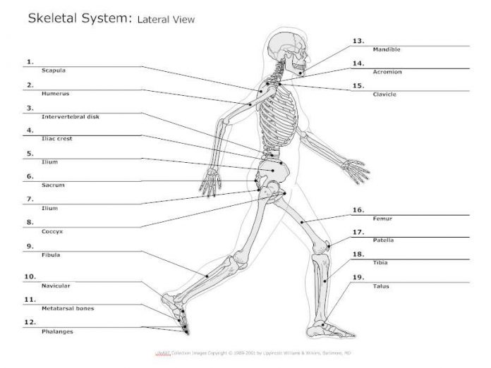 Base Map Skeleton Human skeleton diagram