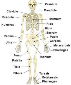 Cskeleton Human skeleton diagram
