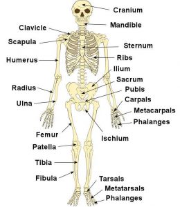 Human skeleton diagram