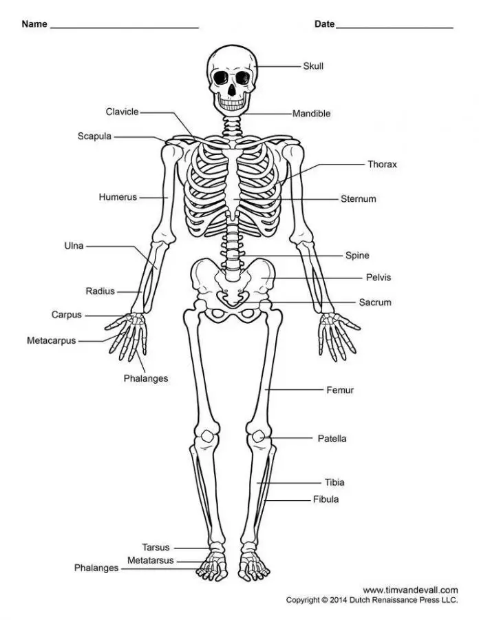 Human skeleton diagram