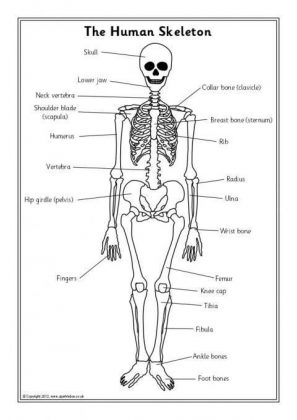 Human skeleton diagram