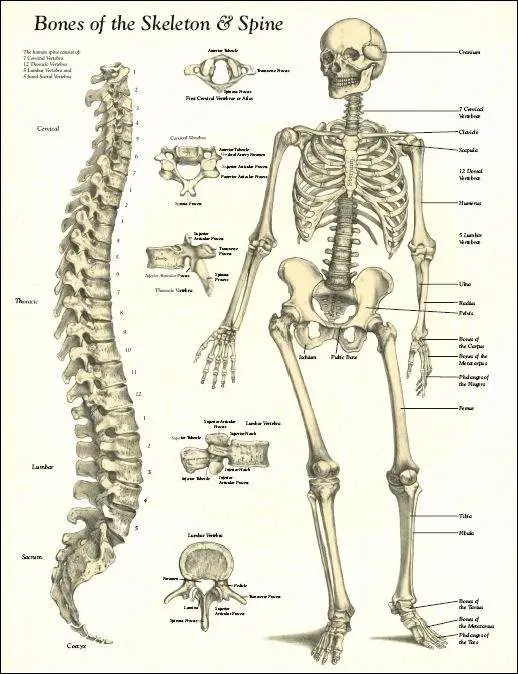 Human skeleton diagram