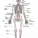 Human skeleton diagram