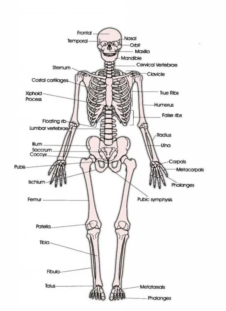Human skeleton diagram