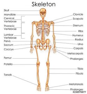 Human skeleton diagram