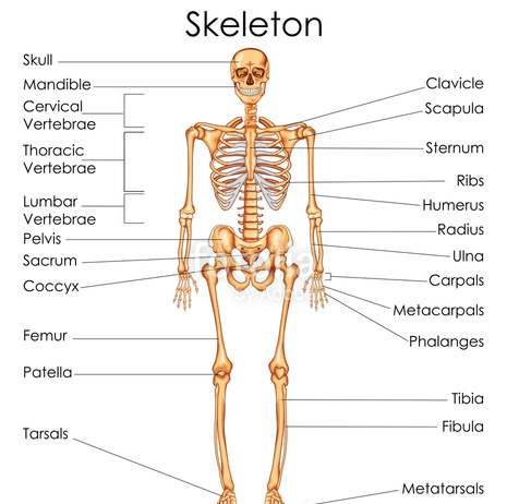 Human skeleton diagram | Healthiack