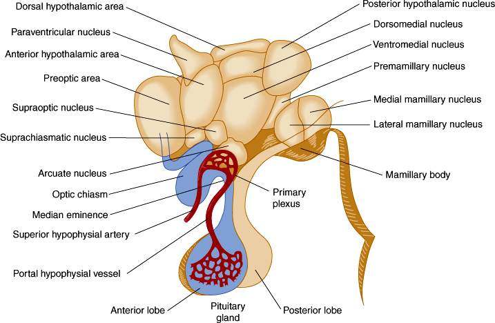 Hypothalamus Diagram Healthiack Hypothalamus Diagram Healthiack