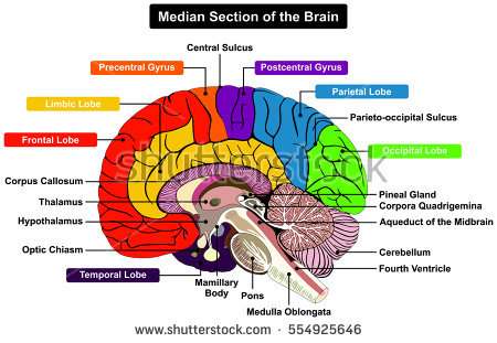 Hypothalamus diagram