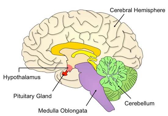 Hypothalamus diagram