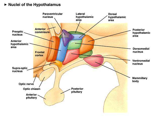 Hypothalamus Diagram Hypothalamus Diagram