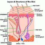 Integumentary system diagram