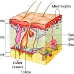 Integumentary system diagram