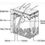 Integumentary system diagram