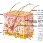 Integumentary system diagram