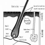 Integumentary system diagram