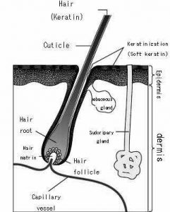 Integumentary system diagram