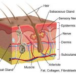 Integumentary system diagram