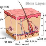 Integumentary system diagram