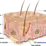 Integumentary system diagram
