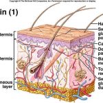 Integumentary system diagram