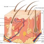 Integumentary system diagram