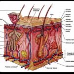 Integumentary system diagram