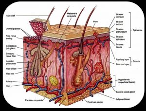 Integumentary system diagram
