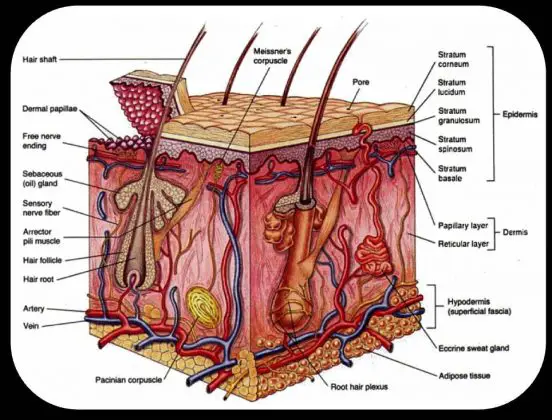 Integumentary system diagram