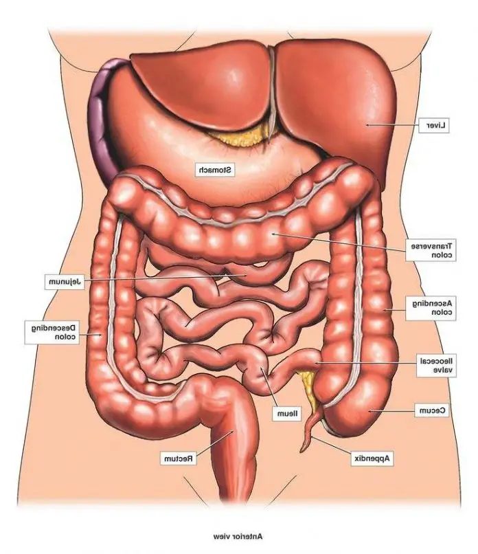 Internal organs diagram