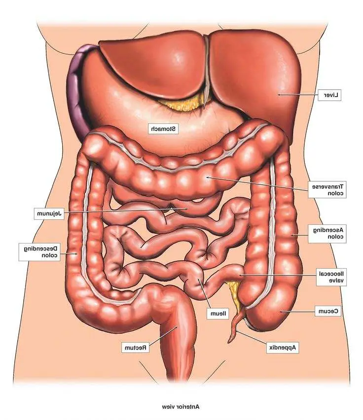 Diagram Of Internal Organs Female Female Reproductive System Internal