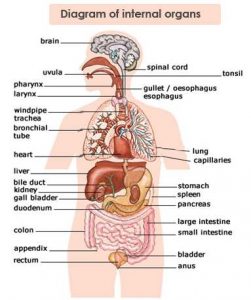 Internal organs diagram