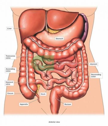 Internal organs diagram