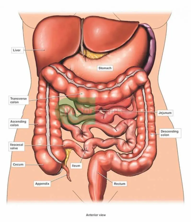 Internal organs diagram