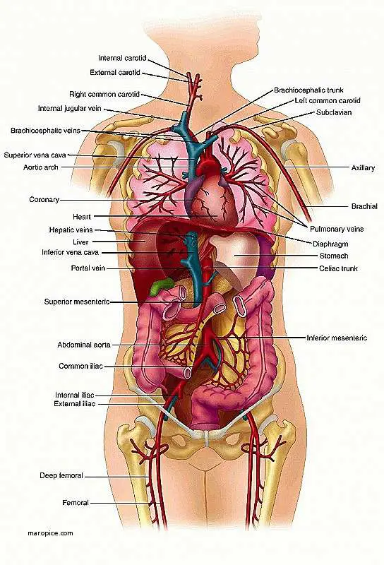 Internal organs diagram