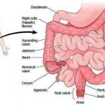 Intestine diagram