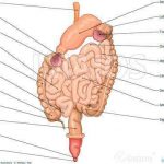 Intestine diagram