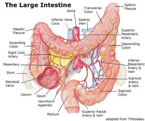Intestine diagram