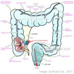 Intestine diagram