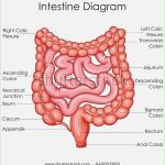 Intestine diagram